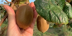 L'Abruzzo cooperativo in vetrina: Rimfruit