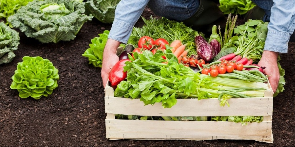  Agricoltura biologica, al via lo sportello Cooperabio