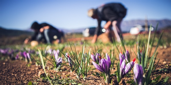 La voce delle nostre cooperative: intervista con Altopiano di Navelli