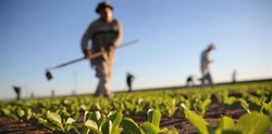 Quando l'agricoltura diventa territorio